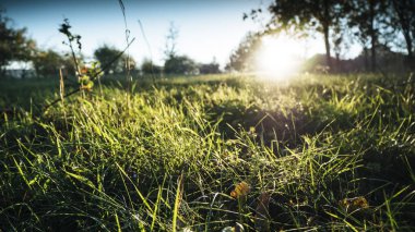 Şafak güneş ışığı yeşil çayır