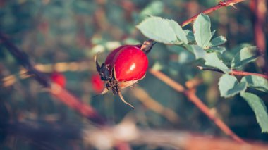Sonbaharın kırmızı Kuşburnu