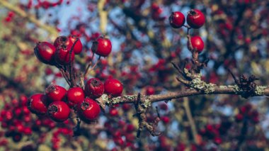 Kırmızı gül kalça sonbaharda mavi gökyüzü altında
