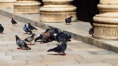 Güvercinler üzerinde pazar yerinde eski şehir Dubrovnik, Hırvatistan