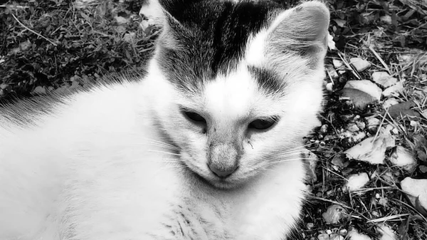 可爱的小猫在地上新鲜的草地上休息 — 图库照片