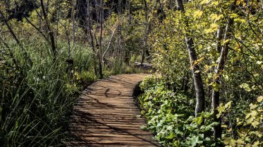 Yalnız ve boş yol Hırvatistan Plitvice Milli Parkı