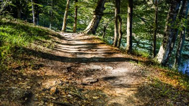 Sakin yolunu yanında Gölü Kozjak throuth Plitvice Milli Parkı güzel orman