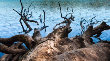 Kesilmiş ve ağaç turkuaz su Plitvice Milli Parkı içinde göle düşmüş