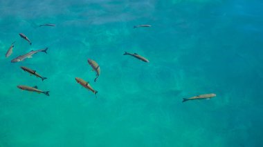 Hırvatistan Plitvice Milli Parkı içinde bir gölde berrak ve turkuaz suda balık