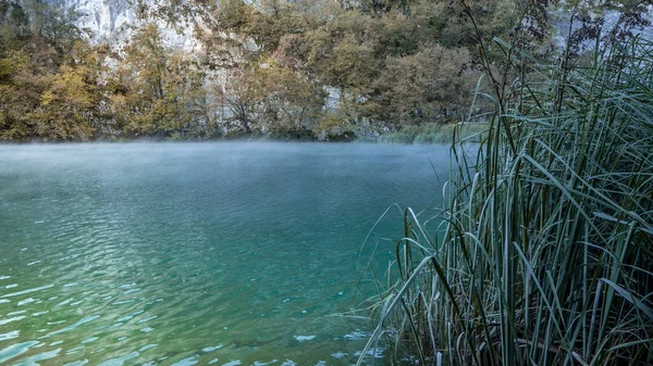 黎明时分 克罗地亚普利特维茨湖国家公园内雾蒙蒙 雾蒙蒙 绿松石水中的草 — 图库照片