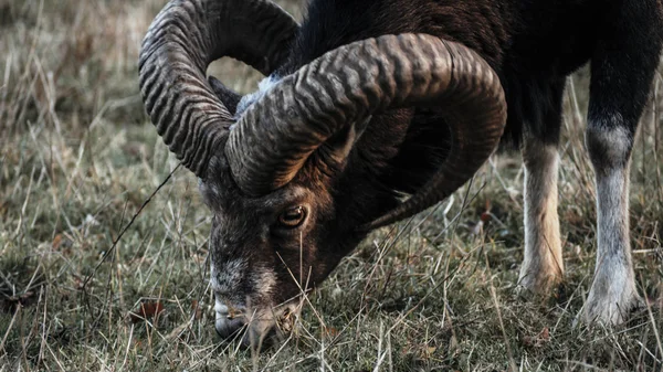 Mufflon mâle debout sur un champ dans la forêt — Photo