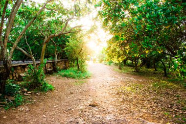 Tepede, Siem Reap, Kamboçya orman yoluyla güneş parlıyor