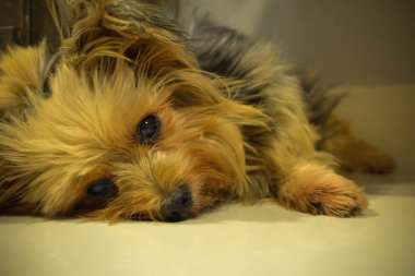 Benim Studio Yorkshire korkunç, o uykulu ve şüpheli.