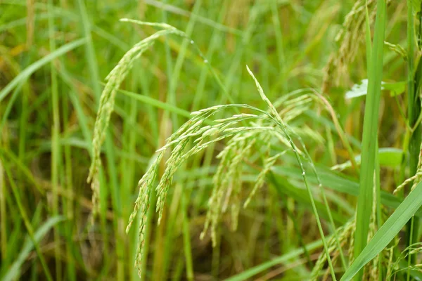 Grãos de arroz e arroz em campos verdes — Fotografia de Stock