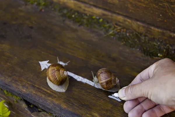 A hand drawing direction for two snails crawling on a wet wooden surface