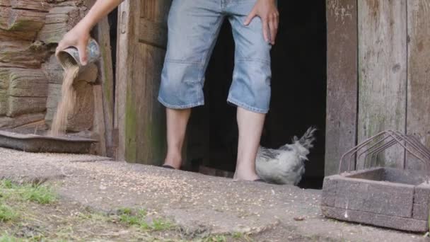 一个农夫开了一扇鸡屋门让他们出去 — 图库视频影像