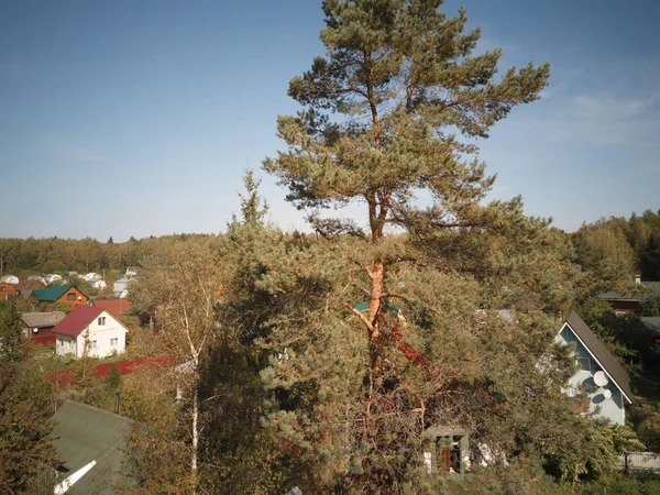 A pine tree growing in a center of small town, high angle view