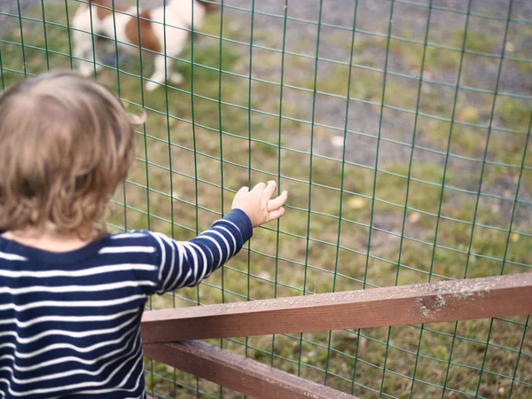A child looking at the dog behind the fence, outdoor cropped shot with particular focus