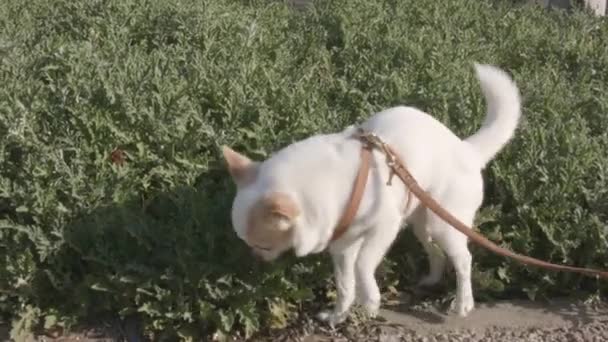 Small Dog Walking Urinating Street — Stock Video