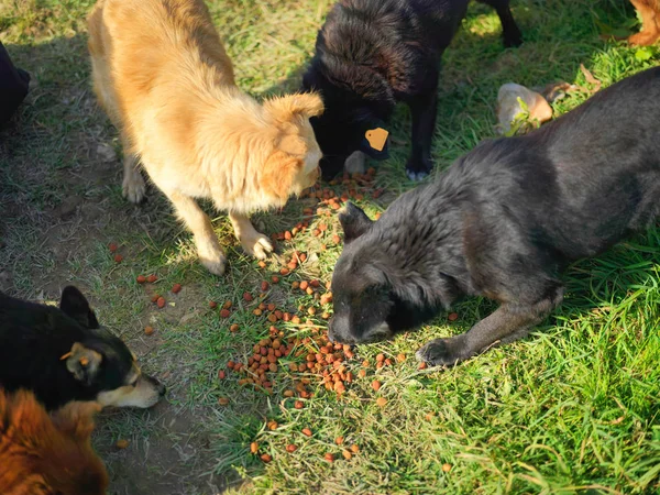 Pack of stray dogs eating dry food from the ground, outdoor sunny day shot