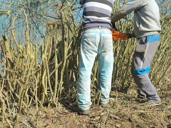 Two workers trimming bushes, sunny day cropped shot