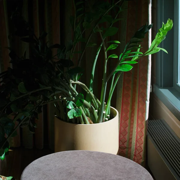 家庭植物在一个锅靠在窗口 — 图库照片