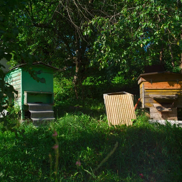 Produção de mel no verão — Fotografia de Stock