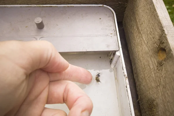 rescue a bee drowning in sugar syrup