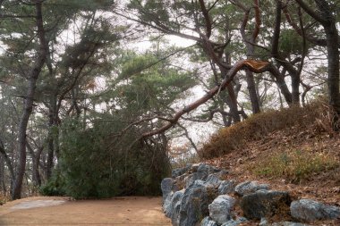 kırık çam ağacı bir parkta güçlü Rüzgar