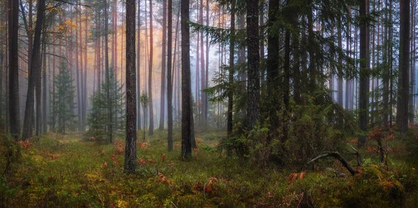 Tomado Leu Otoño Belarús — Foto de Stock