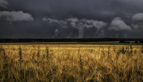 雷雨雨の前に夏に撮った ベラルーシ — ストック写真