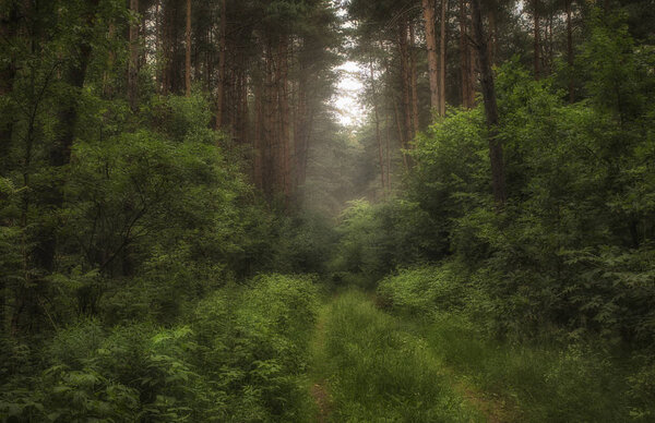 Photographed in the early summer in the forest. Belarus.