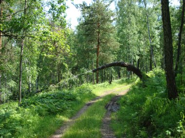 yol üstündeki asılı ağacında