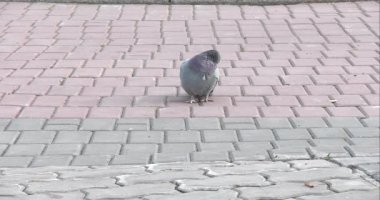 kaldırıma güvercin yakın çekim