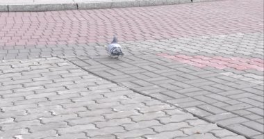 güvercin ekmek kırıntısı gagalar