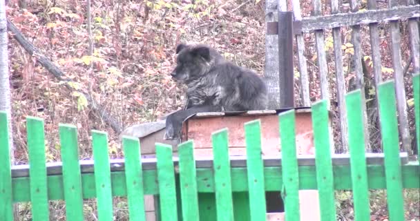 Bra Hund Sitter Montern — Stockvideo