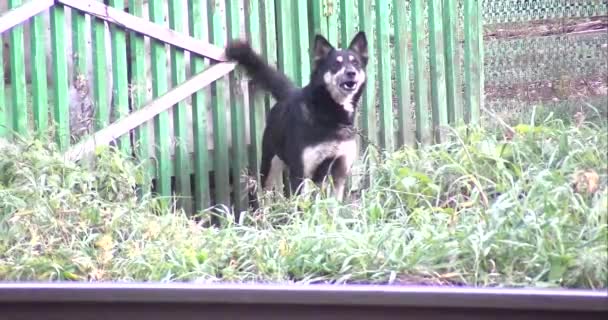 Zincir Halinde Kötü Bir Köpek Kabuk — Stok video