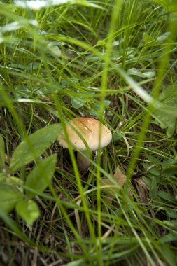 küçük bir yenilebilir mantar çim