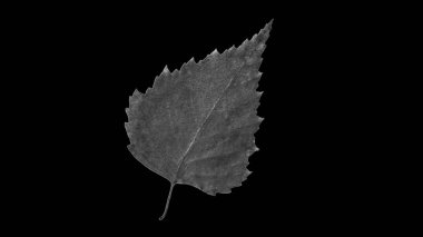 huş ağacı yaprakları siyah bir arka plan (siyah ve beyaz fotoğraf)