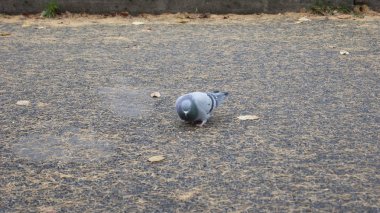 güvercin asfalt üzerinde kırıntısı gagalar