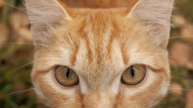 Zencefil kedi yakın çekim