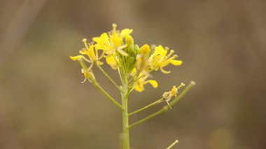Önümüzdeki küçük sarı çiçek