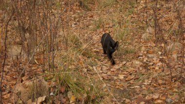 Sonbahar çimleri siyah kedi
