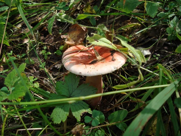 Russula Στο Χορτάρι Εδώδιμο Μανιτάρι — Φωτογραφία Αρχείου