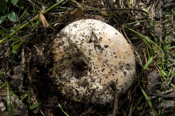 kazık toprağa (yenilebilir mantar gizlidir)