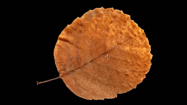 Tree Leaf Black Background — Stock Photo, Image