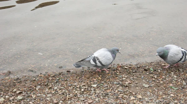 Yenisey Kıyısında Güvercinler — Stok fotoğraf