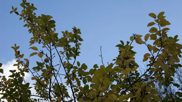 Leaves Trees Sky — Stock Photo, Image