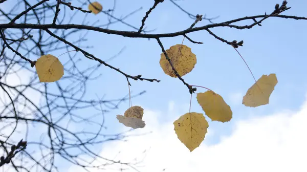 Foglie Autunno Degli Alberi Contro Cielo — Foto Stock