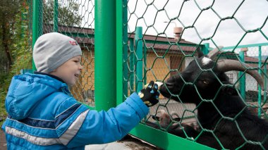 Çocuk keçi besleme