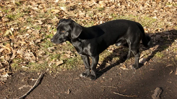 Perro Negro Tomando Sol — Foto de Stock