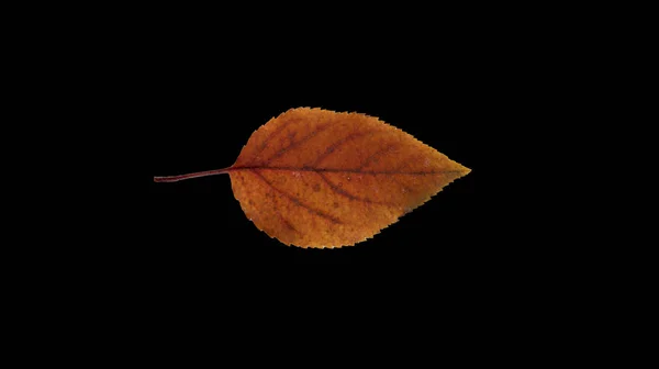 Лист Дерева Черном Фоне — стоковое фото