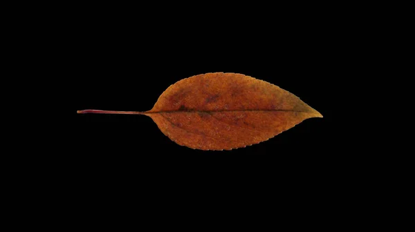 Sonbahar Ağaç Yaprak Siyah Arka Plan Üzerine — Stok fotoğraf