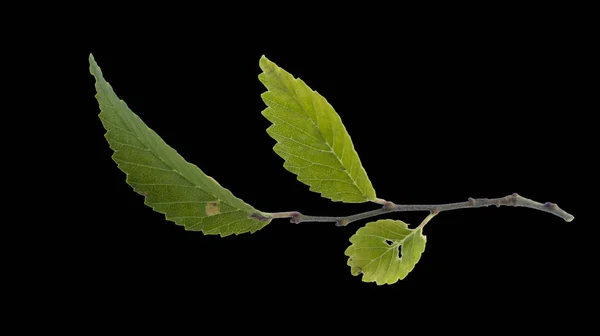 黒の背景に緑の木の枝 — ストック写真
